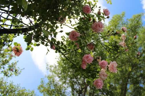 Rose Bush Rose Bloom Pink Nature