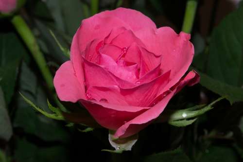 Rose Pink Flower Romantic Petal Love Nature