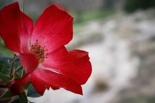 Rose Flower Red Romantic Nature Love Floral