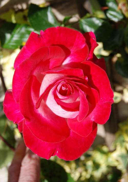 Rose Red Flower Beauty Floral Petal Bloom