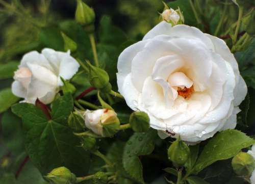 Rose Blossom Bloom White Cream Roses Flowers