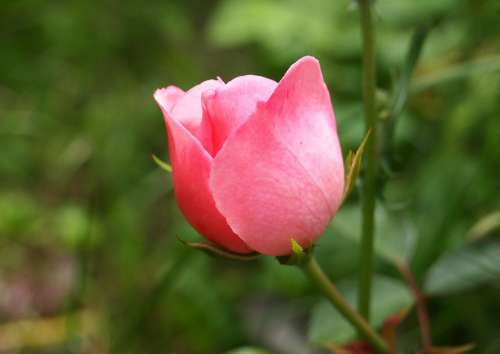 Rose Blossom Bloom Red Nature Plant Pink Flower