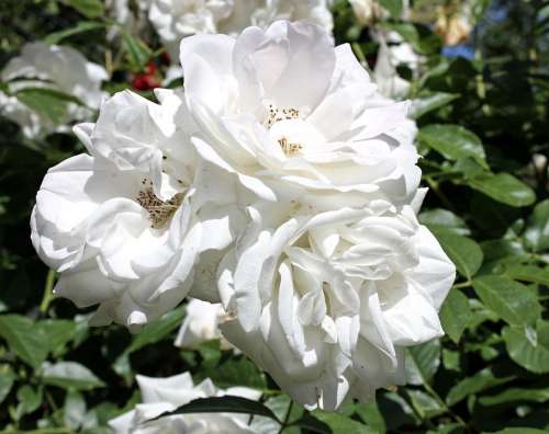 Rose White Flower Blossom Bloom Nature Love
