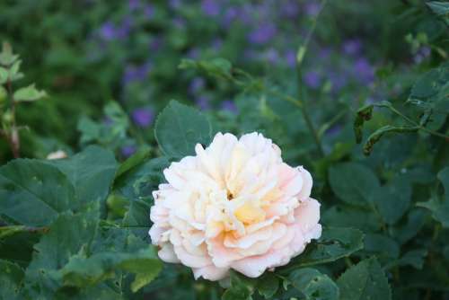 Rose Garden Flower Rose Bloom Blossom Bloom Pink