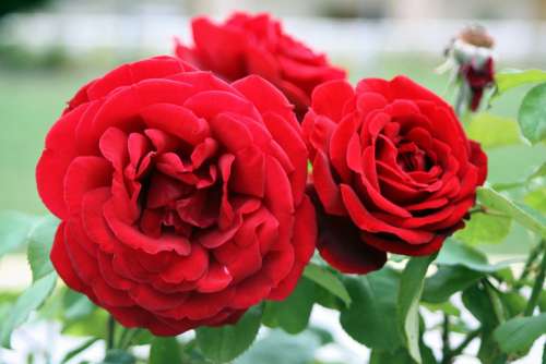 Rose Rosaceae Flower Red Bloom Love Marry