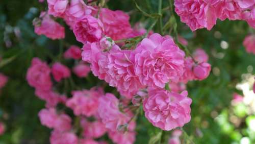 Rose Pink Rose Flower Floribunda Fragrant