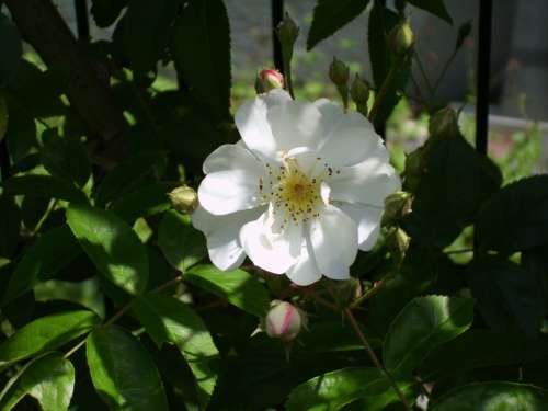 Rose White Flower Blossom Bloom Nature