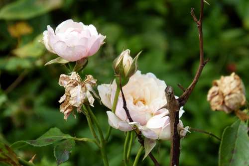 Rose Flowering Stages Dead Wood Bloom