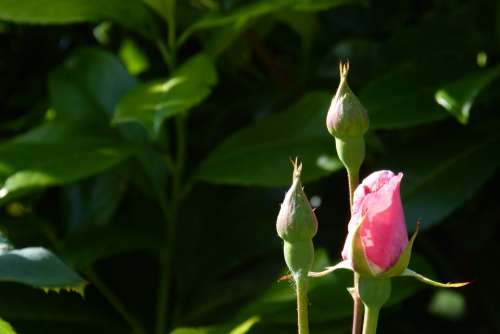 Rose Bud Blossom Bloom Plant Beautiful Fragrant