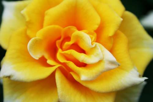 Rose Yellow Blossom Bloom Macro Fragrance