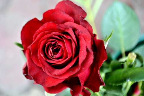 Rose Red Flower Love Valentine Romance Blossom