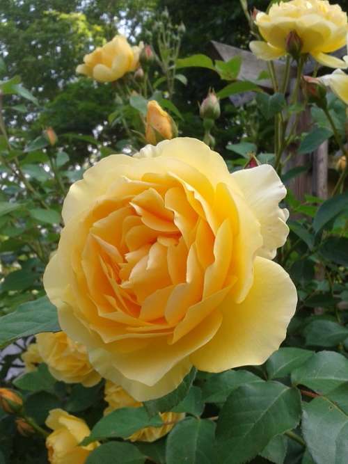 Rose Yellow Fragrance Fragrant Flower Close Up