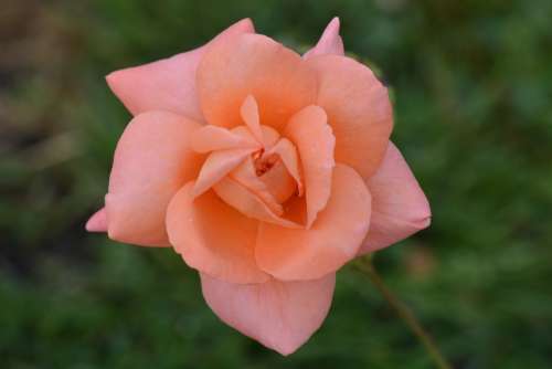 Rose Flower Nature Macro Pink Rose