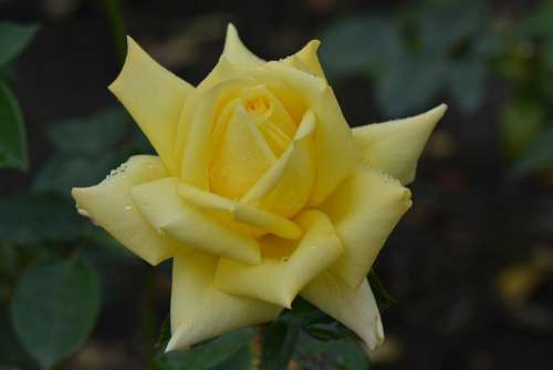 Rose Flower Nature Macro Yellow Rose