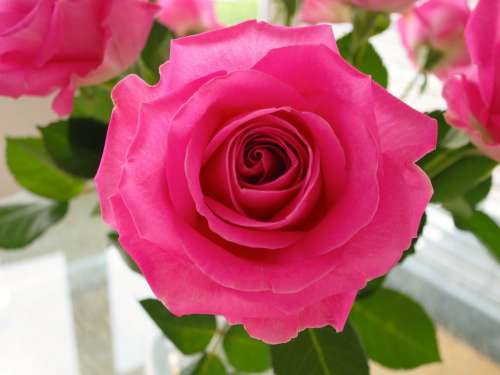 Rose Flower Blossom Bloom Pink Rose Bloom