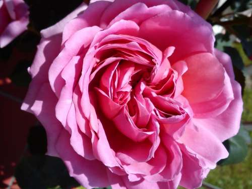 Rose Blossom Bloom Pink English Rose Flower