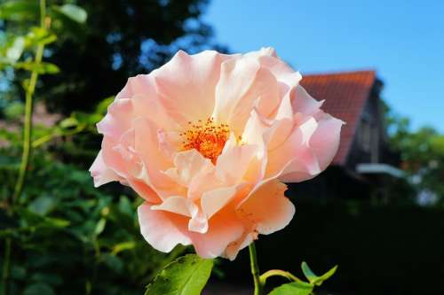 Rose Blossom Bloom Pink Tender Beauty Garden