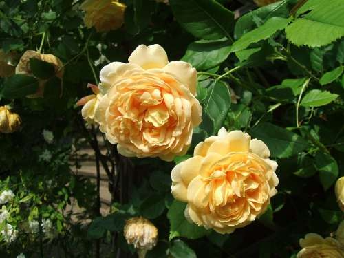 Rose Flower Yellow Nature Romantic Blossom