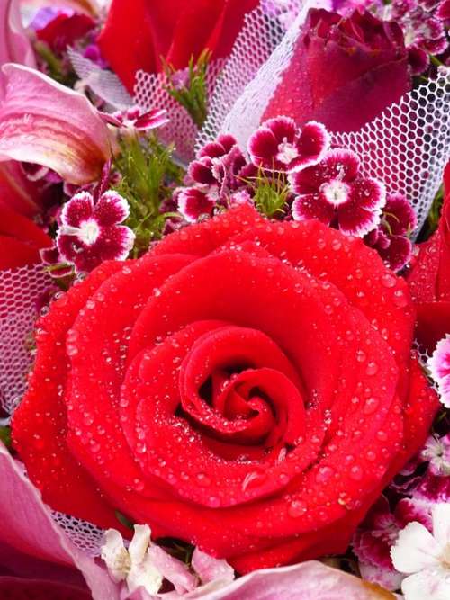 Rose Flower Red Rose Plant Bouquet Beautiful