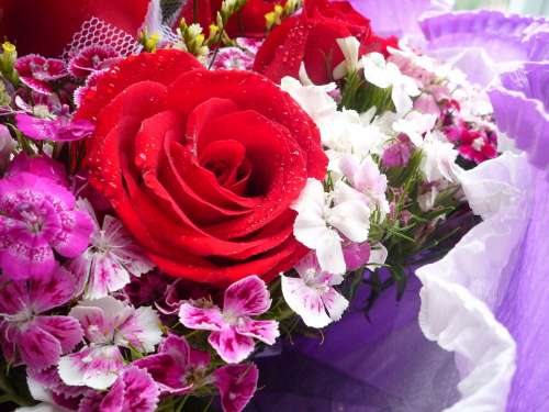 Rose Flower Bouquet Red Rose Plant Beautiful
