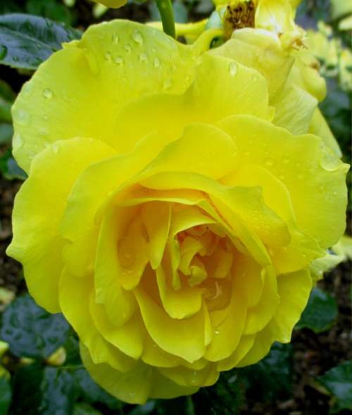 Rose Blossom Bloom Yellow Bright Beautiful