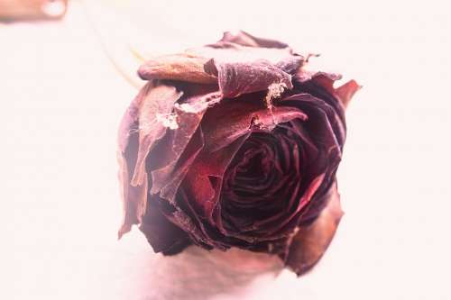 Rose Dry Grunge Red Love