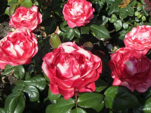 Rose Red Flower Petal Symbol Fresh Romantic