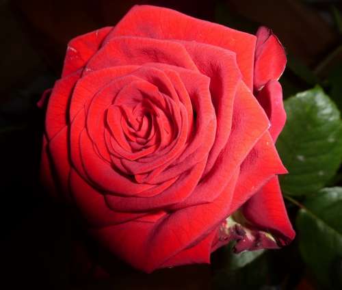 Rose Red Rose Bloom Flower