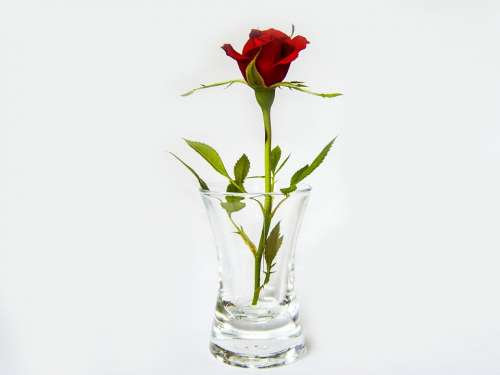 Rose Glass Red Flower