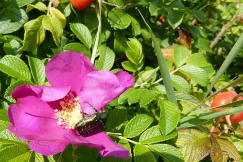 Rose Rose Bloom Rose Beetle Aphid