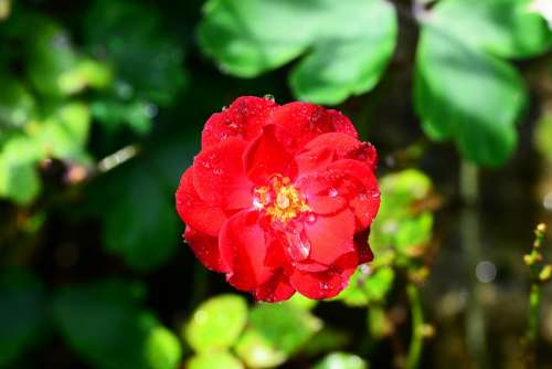 Rose Red Drops Of Water Rain Flower Plant Bush