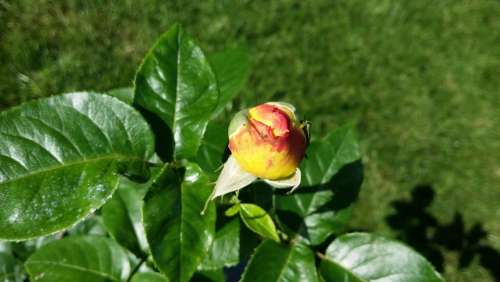 Rose Blossom Leaves Green Nature Summer Plant