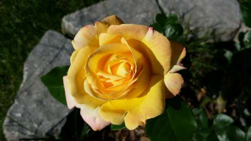 Rose Stone Bloom Yellow Flower Summer Closeup