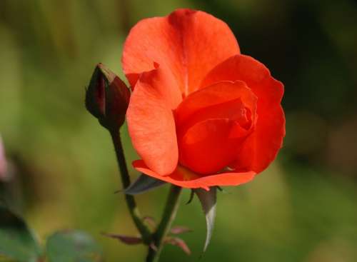 Rose Red Bud Romantic Beautiful Petals