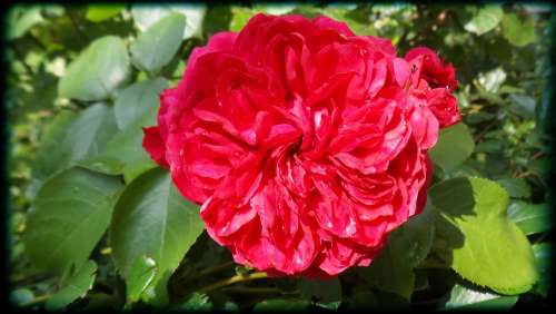 Rose Flower Red