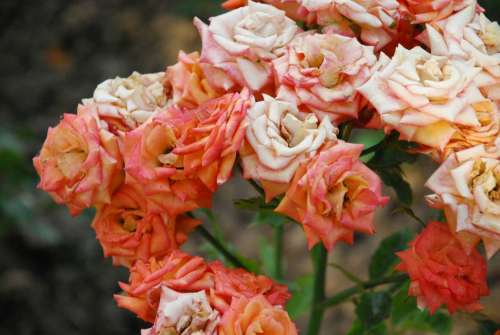 Rose Orange Bloom