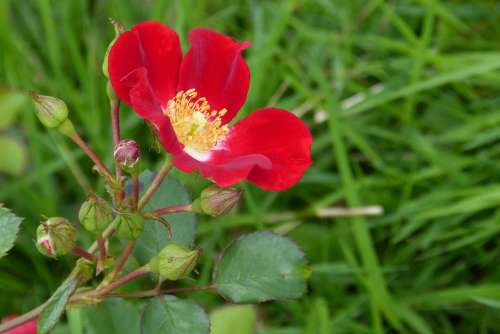 Rose Blossom Bloom Bud Red Meidiland Plant Bloom