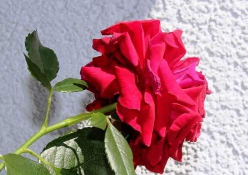 Rose Rose Bloom Red Petals Light Shadow Beauty