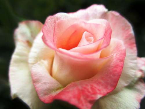 Rose Flowers Pink Blossom Bloom White Close Up