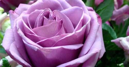 Rose Lilac Violet Flower Bloom Purple