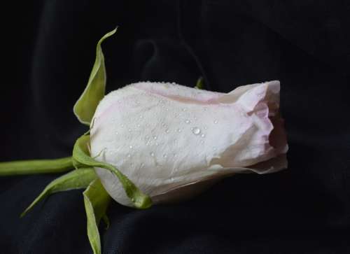 Rose White Pink Flower