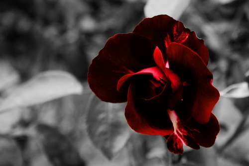 Rose Flower Red Blossom Bloom Garden Love