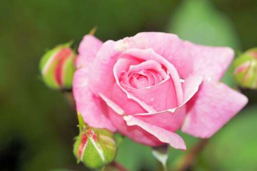 Rose Pink Flower Blossom Bloom Bloom Close Up