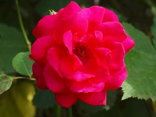 Rose Flowers Blossom Bloom Red Nature Flora