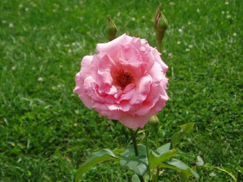 Rose Pink Blossom Bud Flower Nature Plant Bloom