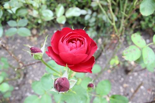 Rose Red Plant Flower Blossom Bloom Rose Bloom