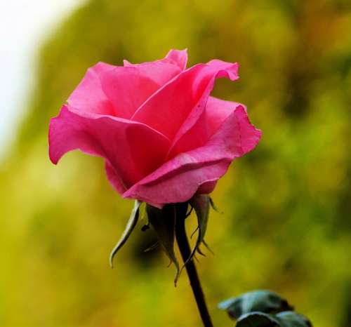 Rose Blossom Bloom Pink Rose Bloom Beauty