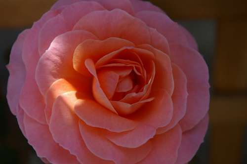 Rose Sun Shadow Blossom Bloom Beautiful
