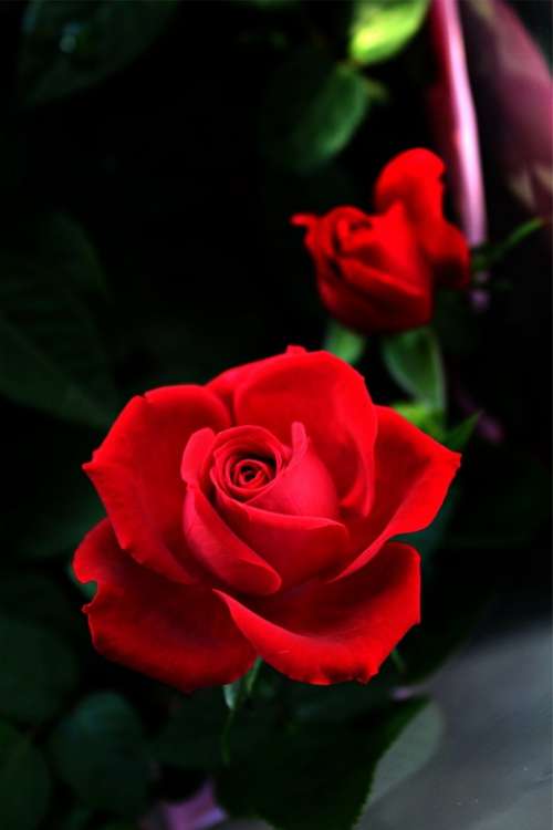 Rose Blossom Bloom Red Rose Bloom Romantic