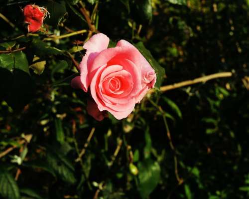 Rose Blossom Bloom Flower Beauty Fragrance Summer